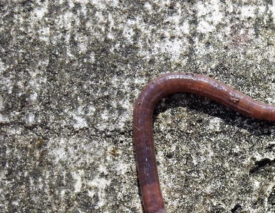 Miniatura: Inwazyjne robaki-kanibale...