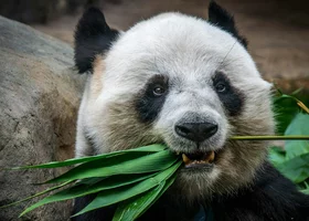 Miniatura: 10 pytań z wiedzy ogólnej. Zdecyduj:...