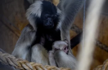 Gibbony w zoo w Płocku 