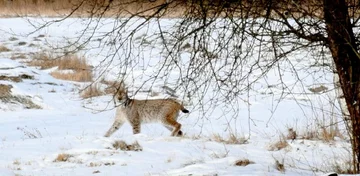 Ryś w Nadleśnictwie Sobibór 