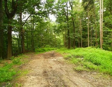 Miniatura: Dwugłowa żmija w lesie niedaleko Pułtuska....