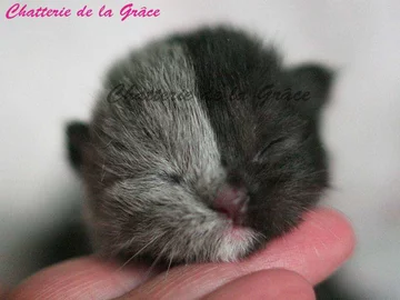 "Kot o dwóch twarzach" 