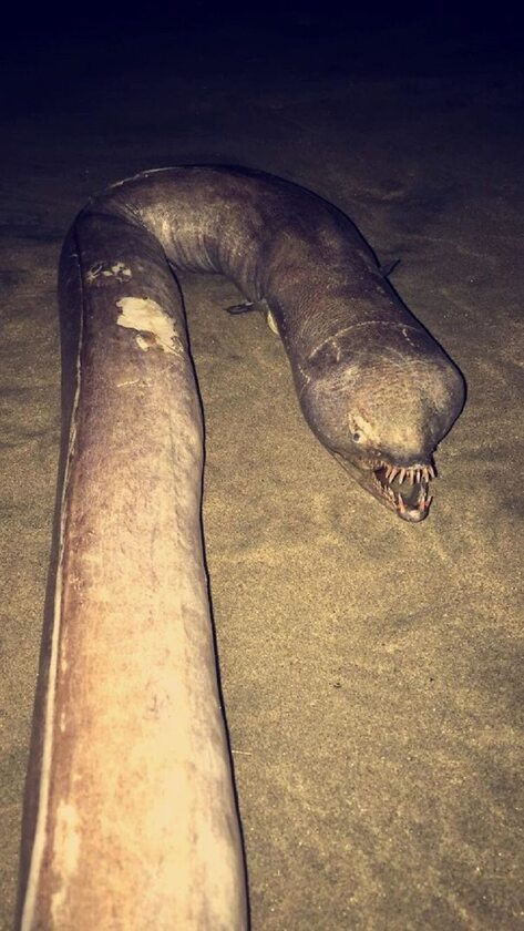 Snaggle-toothed snake-eel należy do rodziny wężorybowatych ryb 