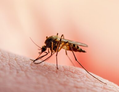 Miniatura: Te osoby komary „gryzą” częściej. Jaki...