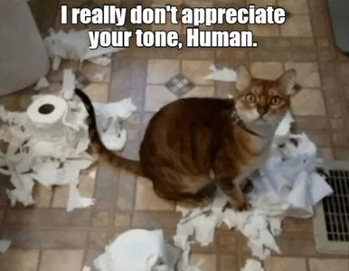 Miniatura: Memy na Światowy Dzień Kota. Choć i bez...