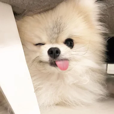 Pixxel