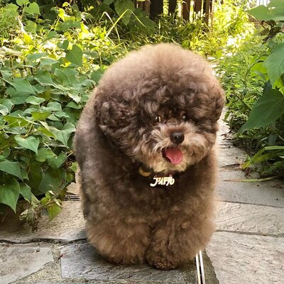 Miniatura: Pudel Kokoro gwiazdą sieci. Zobacz jego...