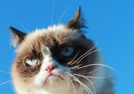 Miniatura: Grumpy Cat
