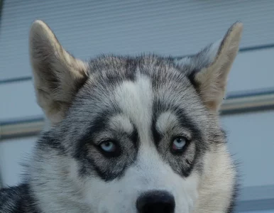 Miniatura: Pies włączył mikrofalówkę. Po chwili...