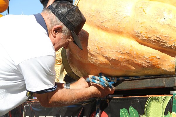 Miniatura: Ile może ważyć dynia? Rekordy na festiwalu...