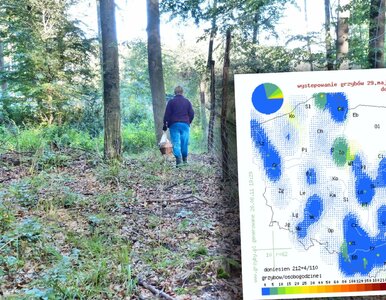 Miniatura: Mapa grzybów pokazuje wyraźną zmianę. W...