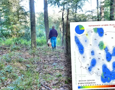 Miniatura: Mapa grzybów pokazuje wyraźną zmianę. W...