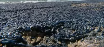 Velella 