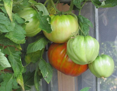 Miniatura: Opryski pomidorów. Kiedy pryskać pomidory...