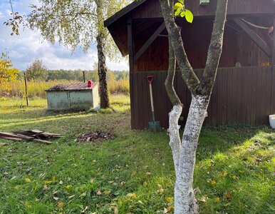 Miniatura: Białe pnie to nie ozdoba. Zimą chronią...