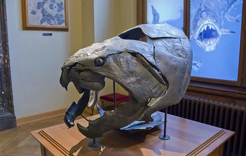 Dunkleosteus terrelli 