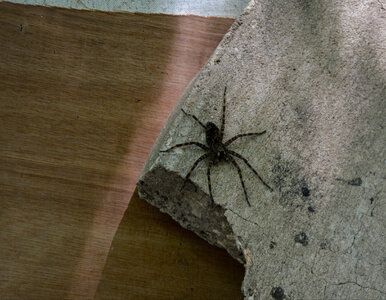 Miniatura: Naukowcy z zaskakującym odkryciem. Tego...