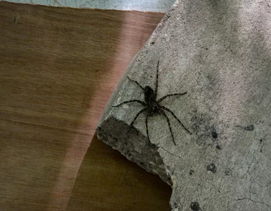 Miniatura: Tak przyciągasz pająki do domu! Ten błąd...