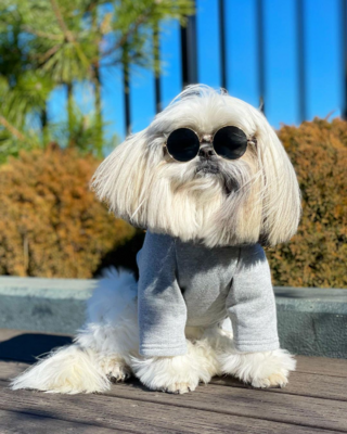 Miniatura: Ten pies zdobył rozgłos. Czym zasłużył na...