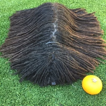 Napoleon, przedstawiciel rasy puli 