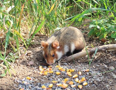 Miniatura: Te zwierzęta mieszkają w Polsce. Znasz je?
