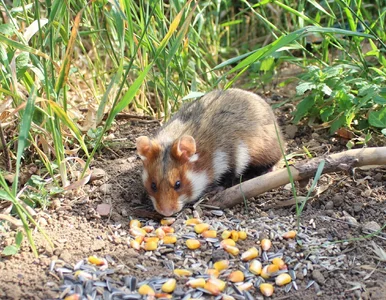Miniatura: Te zwierzęta mieszkają w Polsce. Znasz je?