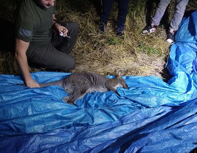 Miniatura: Akcja poszukiwawcza strażaków....