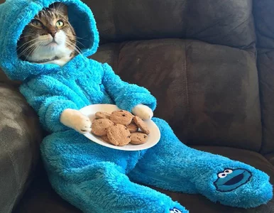 Miniatura: Ambasada USA rozesłała zaproszenia z kotem...