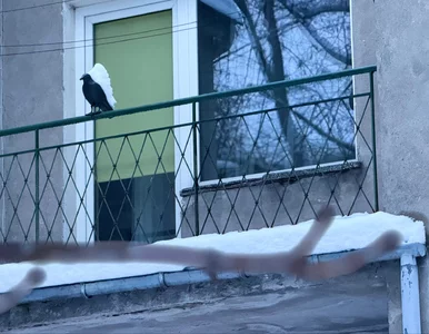 Miniatura: Śnieg na balkonie to bomba z opóźnionym...