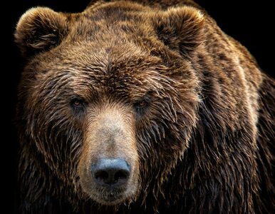 Miniatura: Niedźwiedź zabił turystę w parku...