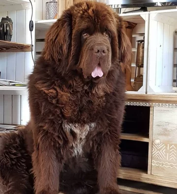 Nowofundlandy w obiektywie włascicieli 