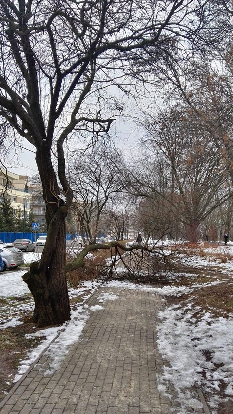 Ułamany konar drzewa w Parku Szczęśliwickim 