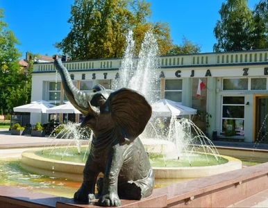 Miniatura: Nie tylko Ciechocinek. Wracają pociągi do...