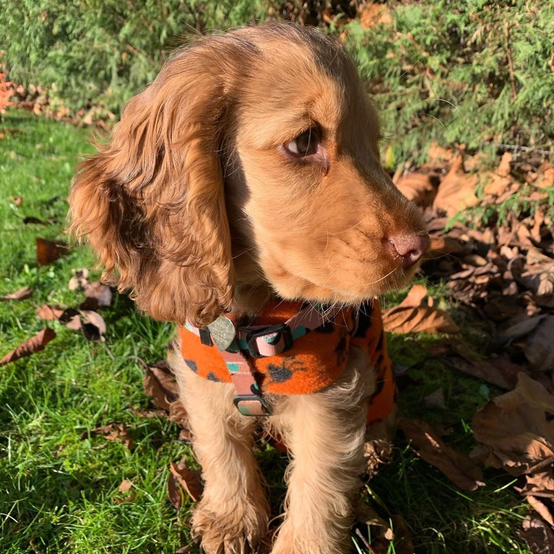 Cocker spaniel Winnie 