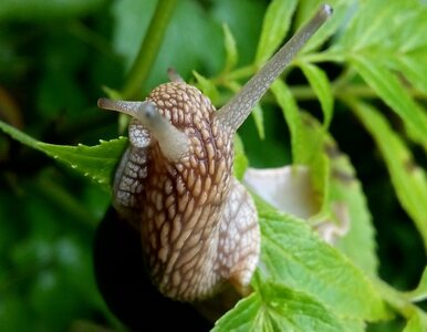 Miniatura: Naturalny oprysk na ślimaki w ogrodzie....