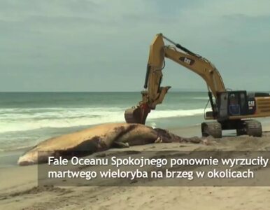 Miniatura: Martwy wieloryb wrócił na plażę w Kalifornii
