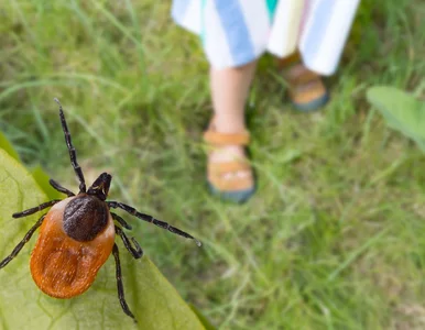 Miniatura: Tej grupy krwi kleszcze nie lubią....