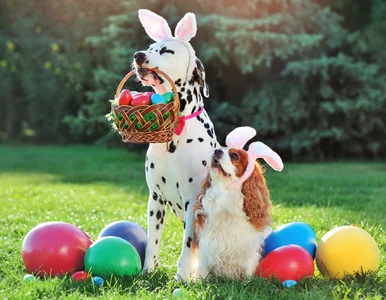 Miniatura: Tak trudnego QUIZU jeszcze nie było! Tylko...