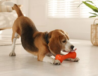 Miniatura: Ile Polacy wydają na zwierzęta domowe?...