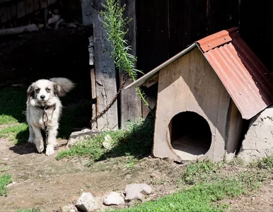 Miniatura: Osiem martwych psów, jeden w stanie...