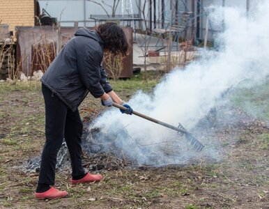 Miniatura: Myślisz, że możesz spalić liście w...