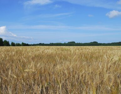 Miniatura: Rolnicy stracą 9 mld złotych z UE?
