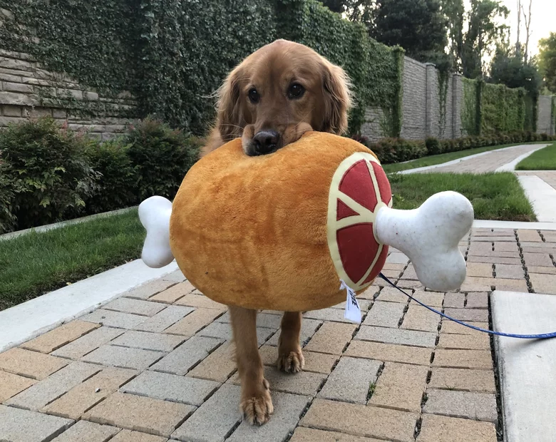 Miniatura: Ten pies ma dziwny nawyk. Zdjęcia mówią...