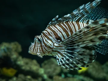 Oceanarium w łódzkim zoo 