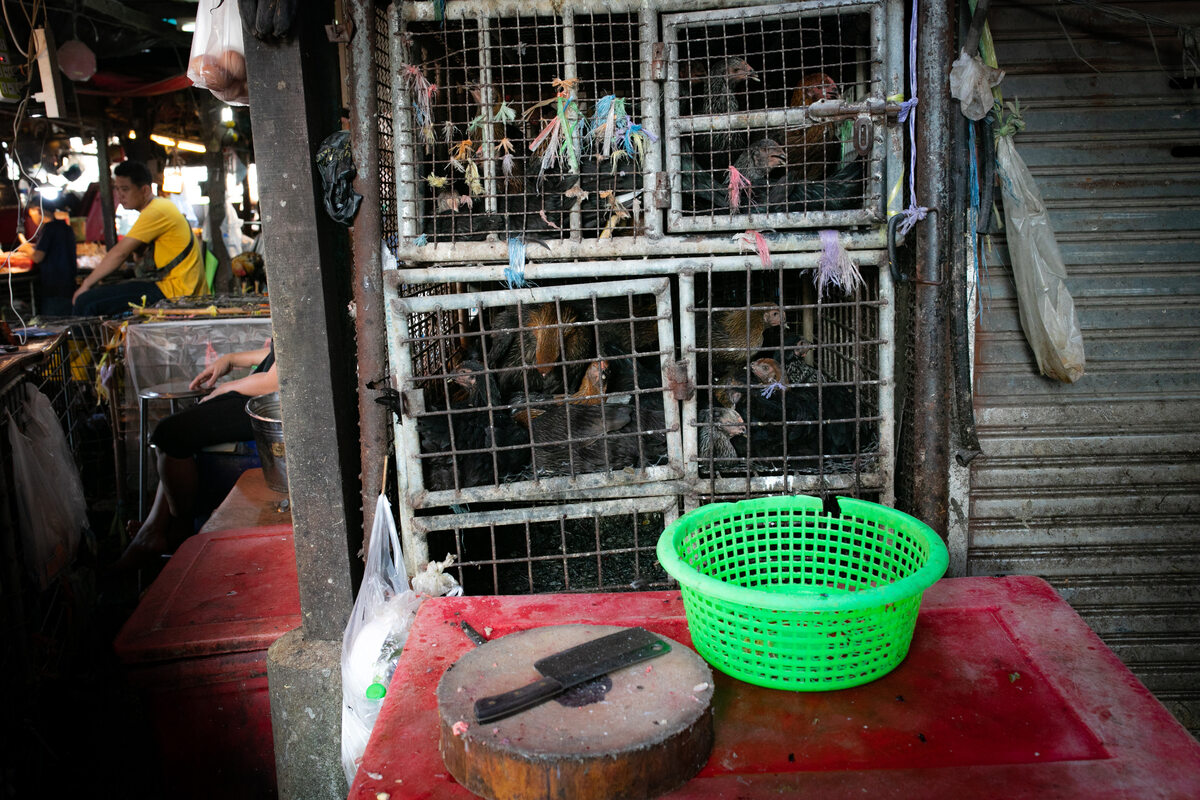 Targ żywych zwierząt Chatuchak w Tajlandii 
