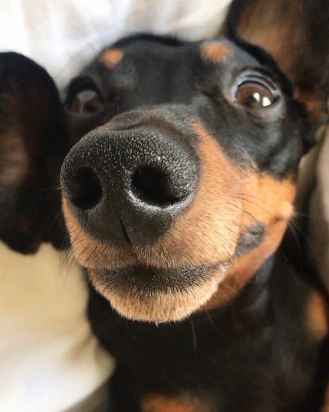 Monty the Miniature Dachshund 