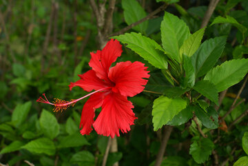 Hibiskus, zwany inaczej R&oacute;żą Chińską