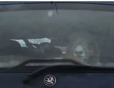 Miniatura: Papuga, koza, owca i inne zwierzęta. A...