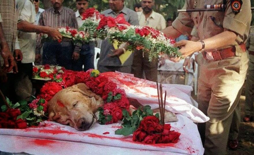 Pogrzeb ze wszystkimi honorami Zanjeera - psa, który uratował tysiące ludzi podczas zamachów bombowych w Bombaju w 1993 r. Zanjeer wykrył tysiące kilogramów materiałów wybuchowym, detonatory, granaty oraz amunicję (fot. epicdash.com)