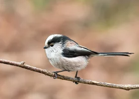 Miniatura: 10 pytań z wiedzy ogólnej. Mało kto...